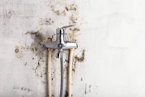 Best Commercial Mold Removal  in Wescosville, PA