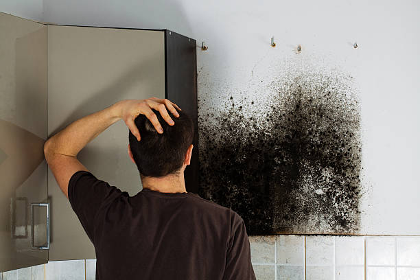 Best Home Mold Removal  in Wescosville, PA