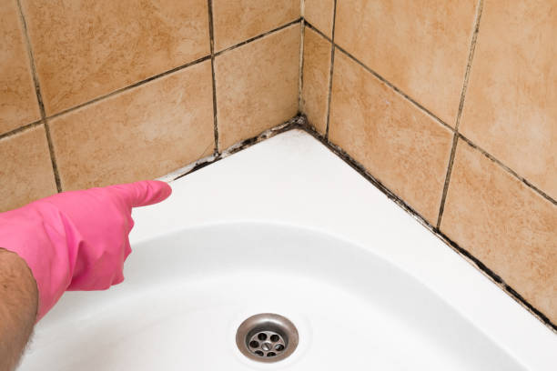 Mold Testing and Removal in Wescosville, PA